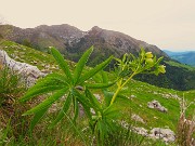 13 Helleborus viridis - Elleboro verde con vista in cime Foppazzi e Grem